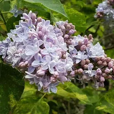 Сирень АУКУБАФОЛИЯ  Сирень АУКУБАФОЛИЯ в Самаре