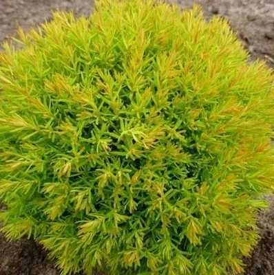 Туя АННИЕК западная  Туя АННИЕК западная в Самаре