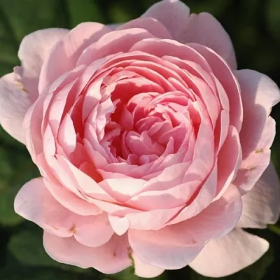 Саженцы роз КУИН ОФ СУИДЕН английская  Саженцы роз КУИН ОФ СУИДЕН английская в Самаре