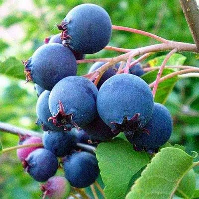 Ирга ПЕМБИНА в Самаре