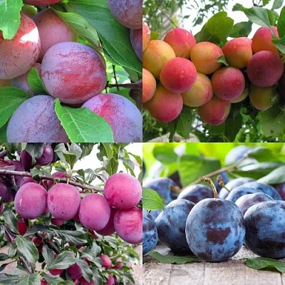 Комплект СЛИВОВЫЙ САД в Самаре