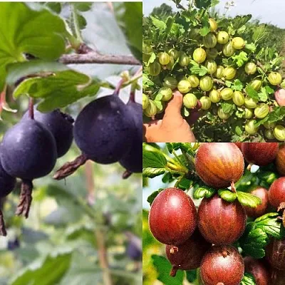 Комплект КРЫЖОВНИК MIX в Самаре