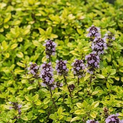 Тимьян АУРЕУС лимоннопахнущий в Самаре