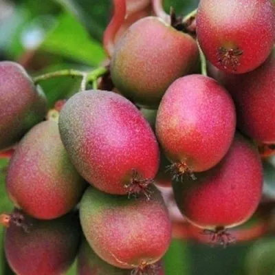 Актинидия ВЕЙКИ аргута — описание сорта Актинидия ВЕЙКИ аргута в Самаре