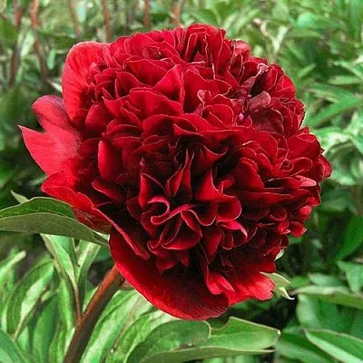 Пион РЕД ГРЕЙС травянистый  Пион РЕД ГРЕЙС травянистый в Самаре