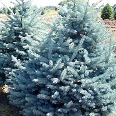 Ель ГЛАУКА колючая в Самаре