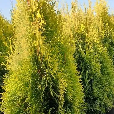 Туя ГОЛДЕН СМАРАГД западная  Туя ГОЛДЕН СМАРАГД западная в Самаре