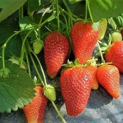 Клубника РОКСАНА в Самаре