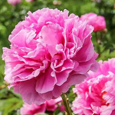 Пион АЛЕКСАНДР ФЛЕМИНГ травянистый  Пион АЛЕКСАНДР ФЛЕМИНГ травянистый в Самаре