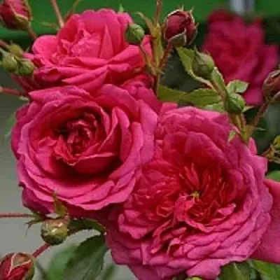 Саженцы роз ЛАГУНА плетистая в Самаре