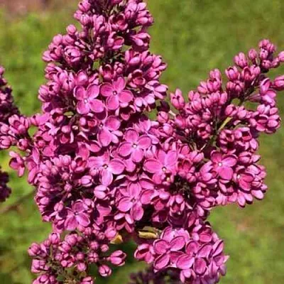 Сирень ЗНАМЯ ЛЕНИНА  Сирень ЗНАМЯ ЛЕНИНА в Самаре