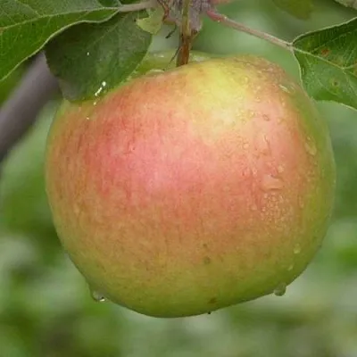 Яблоня БРЯНСКОЕ ЗОЛОТИСТОЕ  Яблоня БРЯНСКОЕ ЗОЛОТИСТОЕ в Самаре