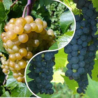 Комплект ИНЬ-ЯНЬ в Самаре