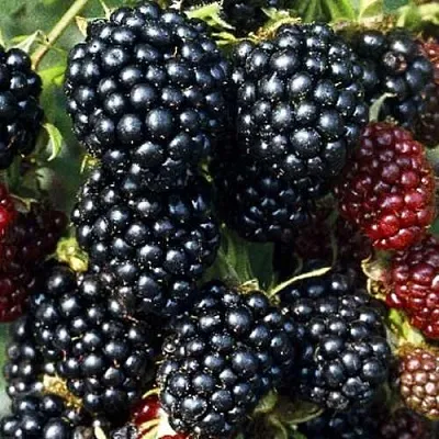 Ежевика ЭВЕРГРИН бесшипная  Ежевика ЭВЕРГРИН бесшипная в Самаре