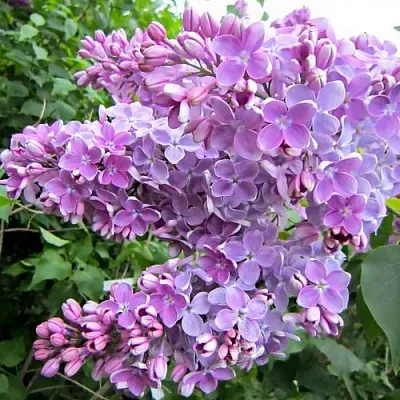 Сирень ОЛЯ  Сирень ОЛЯ в Самаре