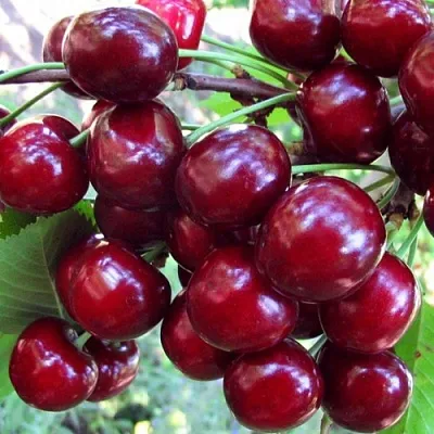 Вишня ЖУКОВСКАЯ  Вишня ЖУКОВСКАЯ в Самаре