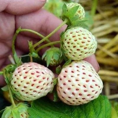 Клубника АНАНАСА ремонтантная в Самаре