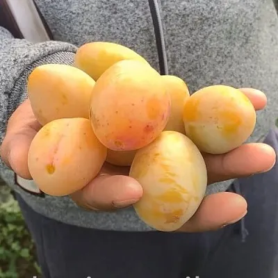 Слива ЯХОНТОВАЯ в Самаре