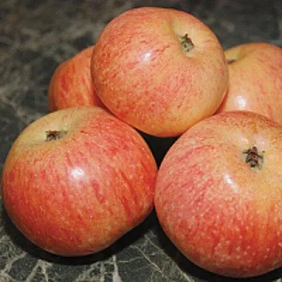 Яблоня КОНФЕТНОЕ в Самаре