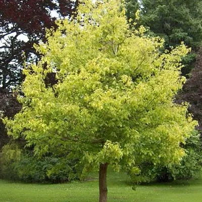 Клен ясенелистный в Самаре