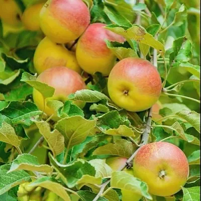 Яблоня ПАМЯТЬ БЛЫНСКОГО колонновидная  Яблоня ПАМЯТЬ БЛЫНСКОГО колонновидная в Самаре