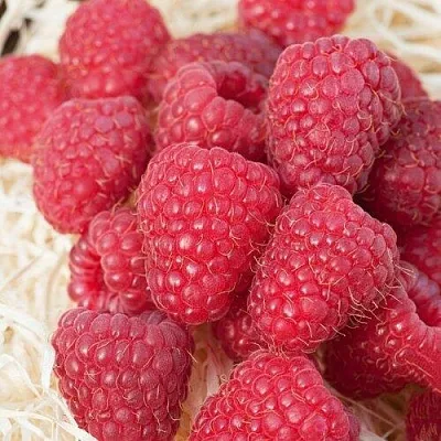 Малина МАРАСТАР в Самаре