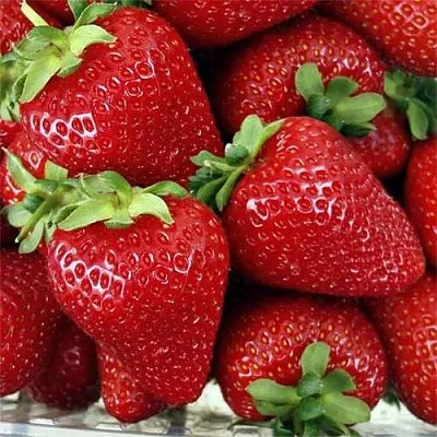 Клубника СКАЛА в Самаре