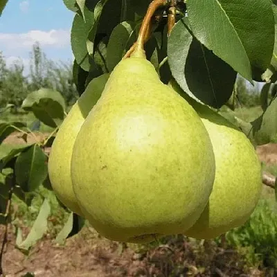 Груша Медовая Колонновидная в Самаре