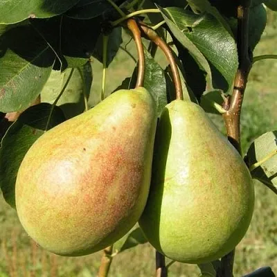 Груша ДУХМЯНАЯ в Самаре