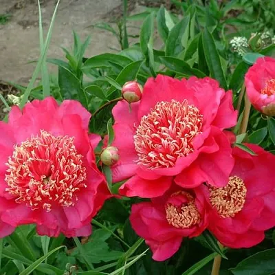 Пион БАРРИНГТОН БЕЛЬ травянистый  Пион БАРРИНГТОН БЕЛЬ травянистый в Самаре