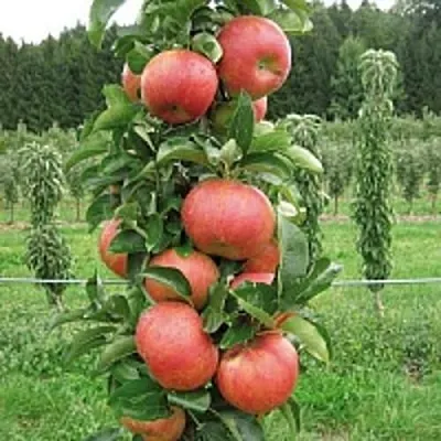 Яблоня ЯНТАРНОЕ ОЖЕРЕЛЬЕ колонновидная в Самаре