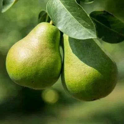 Груша Г-1 колонновидная в Самаре