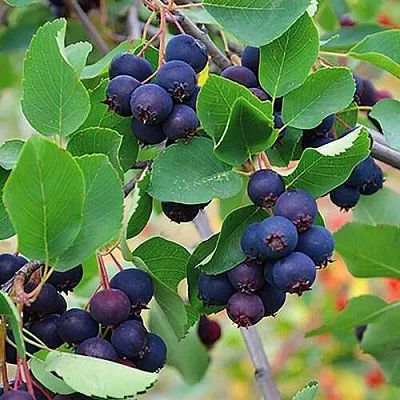 Ирга THIESSEN в Самаре