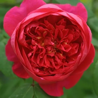 Саженцы роз БЕНДЖАМИН БРИТТЕН шраб в Самаре