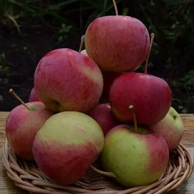 Яблоня РОДНИКОВАЯ  Яблоня РОДНИКОВАЯ в Самаре