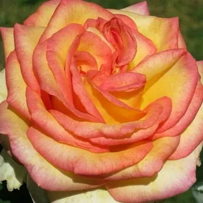 Саженцы роз АМАЗОНКА чайно-гибридная в Самаре