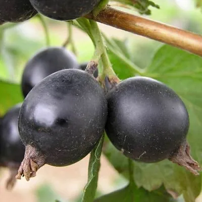 ЙОШТА в Самаре