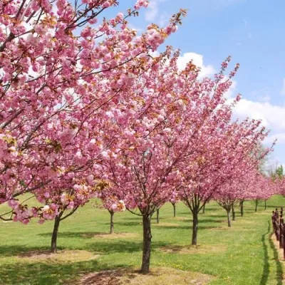 Сакура КАНЗАН — описание сорта Сакура КАНЗАН в Самаре