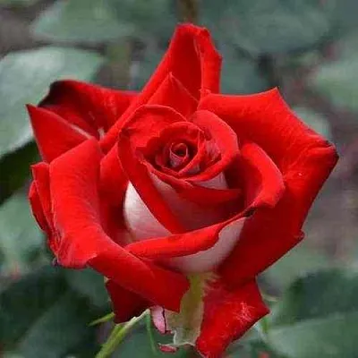 Саженцы роз АЛЬЯНС чайно-гибридная в Самаре