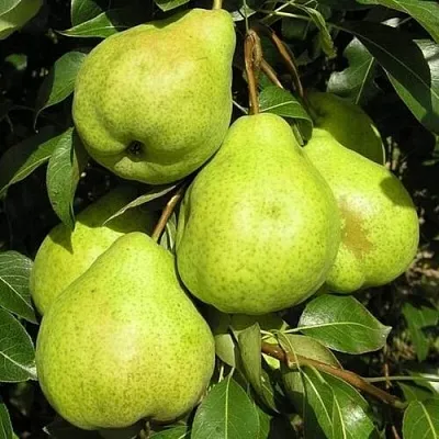 Груша АВГУСТОВСКАЯ РОСА в Самаре