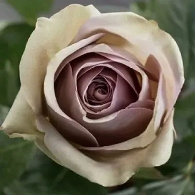 Саженцы роз АМНЕЗИЯ чайно-гибридная в Самаре