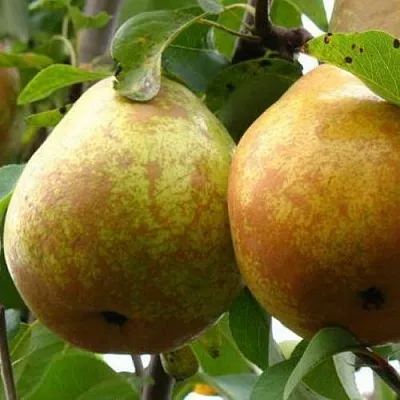 Груша БЕЛОРУСКА в Самаре