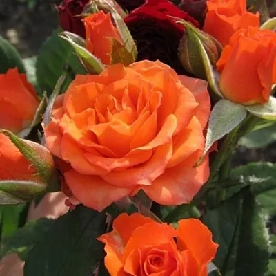 Саженцы роз АЛЕГРИЯ спрей  Саженцы роз АЛЕГРИЯ спрей в Самаре