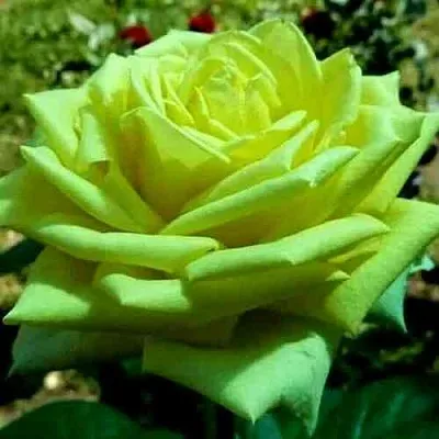 Саженцы роз АМАНДИНА чайно-гибридная в Самаре