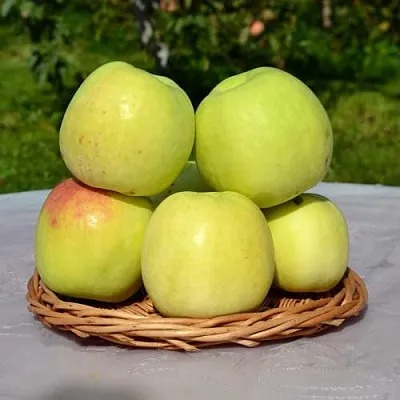 Яблоня БИРСКОЕ ГРУШЕВОЕ (БИЧИК)  Яблоня БИРСКОЕ ГРУШЕВОЕ (БИЧИК) в Самаре