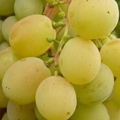 Виноград ТАЛИСМАН в Самаре