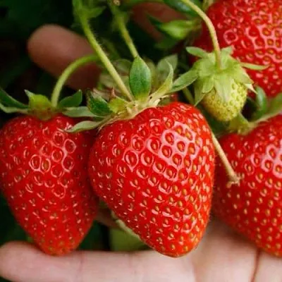 Клубника ПОРТОЛА ремонтантная в Самаре