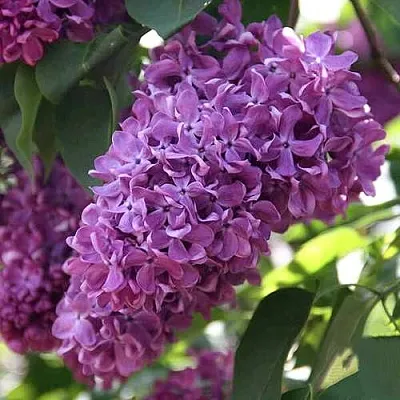 Сирень КАПИТАН ГАСТЕЛЛО  Сирень КАПИТАН ГАСТЕЛЛО в Самаре