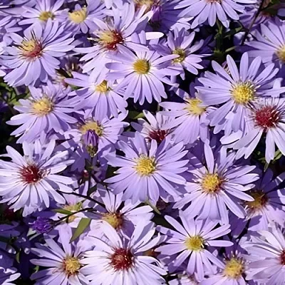 Астра БЛЮ ХЕВЕН сердцелистная в Самаре