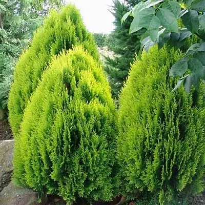 Туя восточная  Туя восточная в Самаре